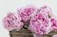 Pink Paeonia Flowers Wall Mural