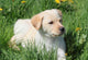 Puppy L Grass Wall Mural