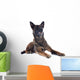 Malinois Wall Mural