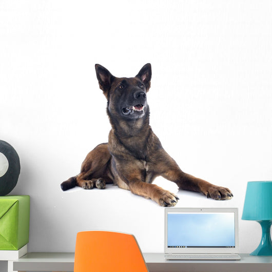 Malinois Wall Mural