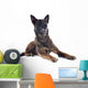 Malinois Wall Mural