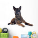 Malinois Wall Mural