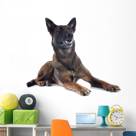 Malinois Wall Mural
