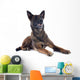 Malinois Wall Mural