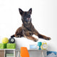 Malinois Wall Mural