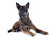 Malinois Wall Mural