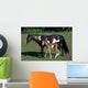 American Paint Horse Filly Wall Mural