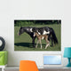 American Paint Horse Filly Wall Mural