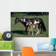 American Paint Horse Filly Wall Mural