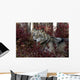 Gray Wolf Portrait Wall Mural