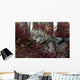 Gray Wolf Portrait Wall Mural