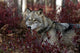 Gray Wolf Portrait Wall Mural