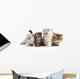 Four Little Persian Kittens Wall Decal