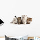 Four Little Persian Kittens Wall Decal
