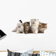 Four Little Persian Kittens Wall Decal