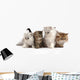 Four Little Persian Kittens Wall Decal