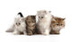 Four Little Persian Kittens Wall Decal