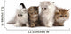 Four Little Persian Kittens Wall Decal