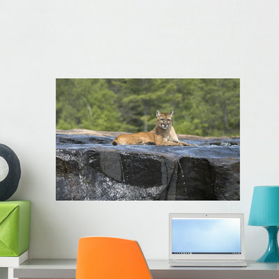River Cougar Wall Mural shown on a wall
