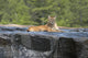 Cougar lying in river Wall Mural