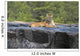 Cougar lying in river Wall Mural