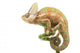 Veiled Chameleon Wall Decal