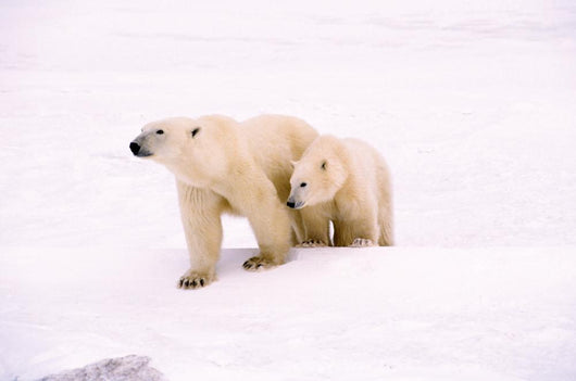 Polar Bear With Her Cub Wall Mural