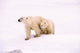 Polar Bear With Her Cub Wall Mural