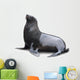 Brown Fur Seal