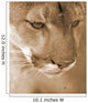 Cougar Wall Mural
