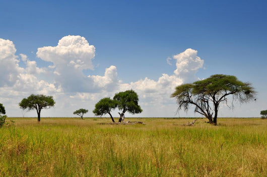 African Landscape