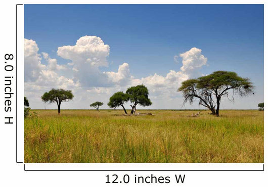 African Landscape