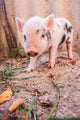 Cute Muddy Piglet Running