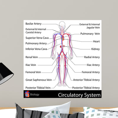 Circulatory System shown on a wall