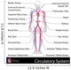 Circulatory System