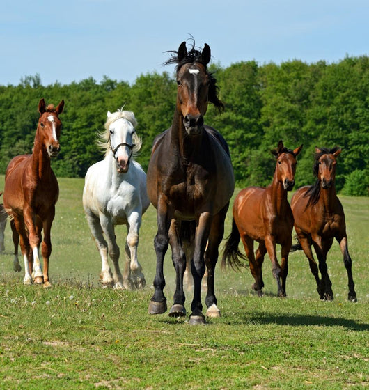 Horse Wall Mural