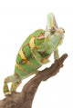 Veiled Chameleon Wall Decal