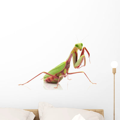 Giant Rainforest Mantis shown on a wall