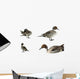 Pintail Ducks White