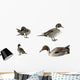 Pintail Ducks White
