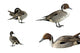 Pintail Ducks White