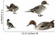 Pintail Ducks White