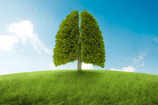 Lungs Earth