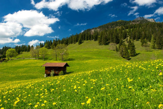 Pasture in the Bavarian Alps Wall Mural