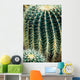 Cactus Wall Mural