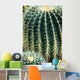 Cactus Wall Mural