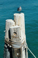 Seagull