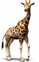Giraffe Wall Decal