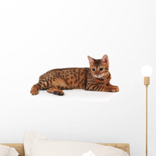 bengal kitten Wall Decal