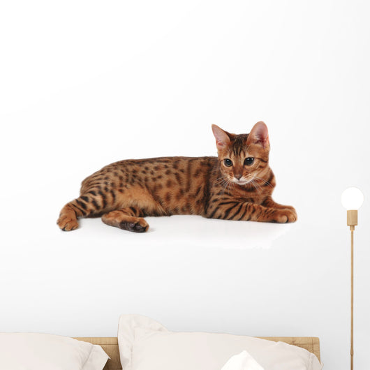 bengal kitten Wall Decal